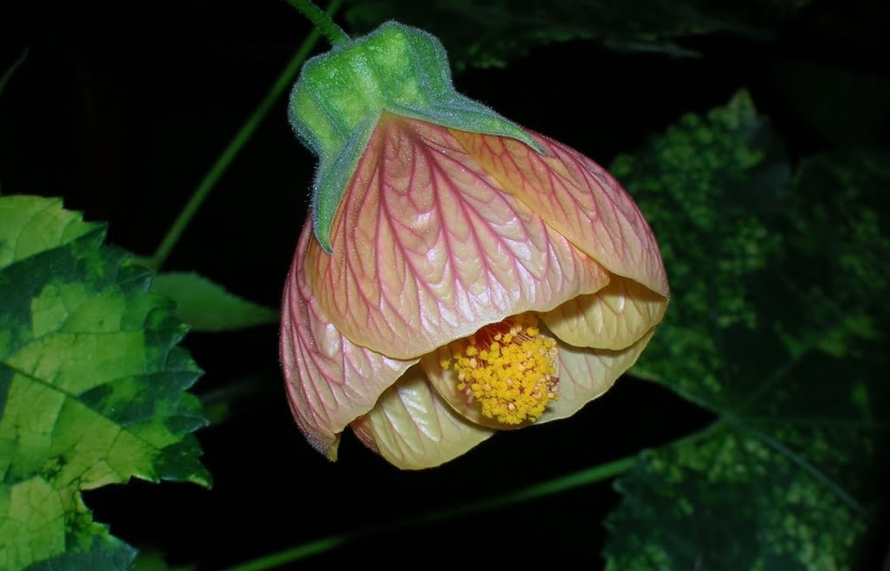 Пожовкле листя абутілона через помилки в догляді